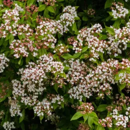 Viorne-Viburnum