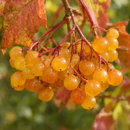 Viorne boule de neige 'Xanthocarpum' (Viburnum opulus) — grappes de baies jaune orangé avec feuilles colorées · Photo d'illustration