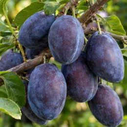 Prunier 'Santa clara' (Prunus domestica) — gros plan de prunes mûres sur rameau feuillu · Photo d'illustration