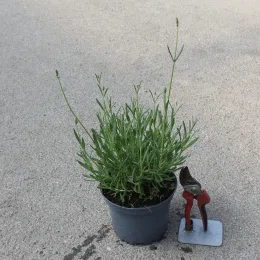 Lavande 'Edelweiss' (Lavandula angustifolia) — jeune plant en pot avec sécateur rouge · Pot 2L