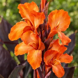 Canna pourpre 'Liberte' — grandes fleurs orangées sur tige dressée · Photo d'illustration