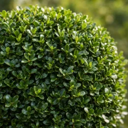 Buis à petites feuilles 'Faulkner' (Buxus microphylla) — boule de feuillage dense vert foncé brillant