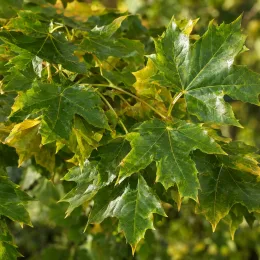 Érable plane 'Emerald queen' (Acer platanoides) — gros plan de feuilles lobées vertes