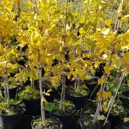 Arbre aux quarante écus (Ginkgo biloba) — jeunes arbres caducs jaunes en pots alignés · Pot 3L Baliveau