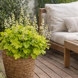 Heuchères 'Lime americano' (Heuchera) — plante feuillue vert clair sur terrasse en bois · Photo d'illustration