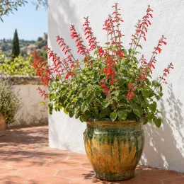 Sauge officinale (Salvia rutilans) — plante fleurie rouge en pot sur terrasse · Photo d'illustration