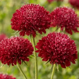 Knautia (Knautia macedonia) — gros plan sur inflorescences globuleuses rouge foncé · Photo d'illustration