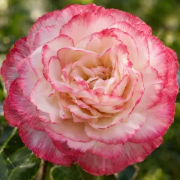 Camélia du japon 'Margaret davis blanc strie rose' (Camellia japonica) — gros plan sur grande fleur bicolore · Photo d'illustration