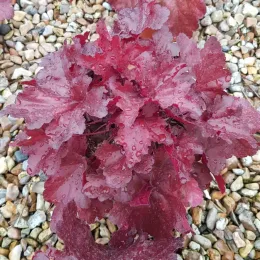 Heuchères 'Forever red' (Heuchera) — touffe de feuillage rouge sur gravier mouillé · Pot 3L