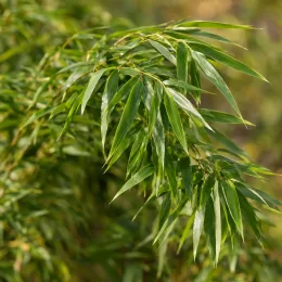 Bambou non traçant 'Pingwu' (Fargesia robusta) — longues feuilles étroites vertes en cascade · Photo d'illustration