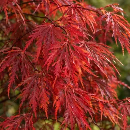 Érable du japon 'Diss. inabashidare' (Acer palmatum) — feuillage finement découpé aux tons rouges vifs
