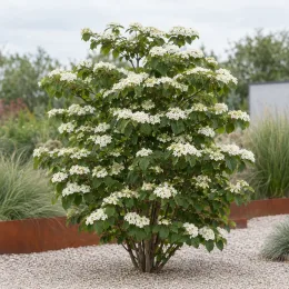 Viorne de chine 'Pop corn' (Viburnum plicatum) — arbuste fleuri isolé dans un jardin minéral · Photo d'illustration