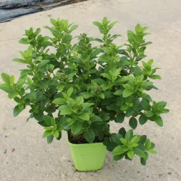 Escallonia 'Pink elle' — Pot 4L