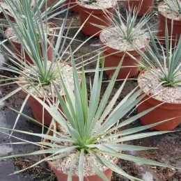 Yucca Rostrata — jeunes plants graphiques en pot alignés en pépinière · Pot 3L
