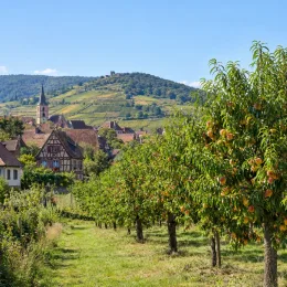 Pêcher 'Jaune miel' (Prunus persica) — rangée d'arbres fruitiers chargés de fruits · Photo d'illustration