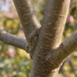 Magnolia de soulange 'Lennei' (Magnolia soulangeana) — gros plan sur tronc et branches d'arbre