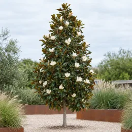 Magnolia 'Kay parris' (Magnolia grandiflora) — arbre isolé fleuri dans un jardin minéral