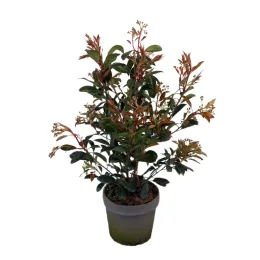 Photinia 'Red light' (Photinia fraseri) — jeune arbuste au feuillage vert et rouge · Pot 10L