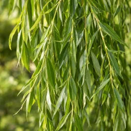 Saule pleureur 'Babylonica' (Salix) — longs rameaux tombants couverts de feuilles lancéolées