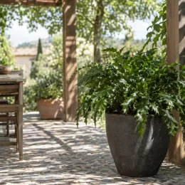Cyrtomium falcatum — fougère en grand pot sur terrasse ombragée · Photo d'illustration