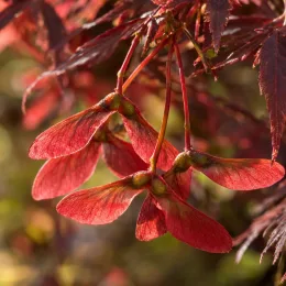 Érable du japon 'Diss. inabashidare' (Acer palmatum) — groupe de samares rouges suspendues sur branche