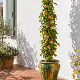 Pommier 'Ballerina bolero' (Malus domestica) — arbre fruitier étroit en pot sur terrasse · Photo d'illustration