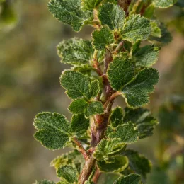 Mauve du cap rouge 'Large red' (Anisodonthea capensis) — gros plan sur feuillage vert duveteux