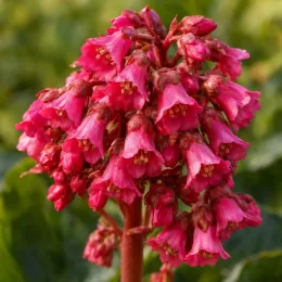 Bergénie à feuilles cordées 'Rotblum' (Bergenia cordifolia) — gros plan sur grappes de fleurs roses