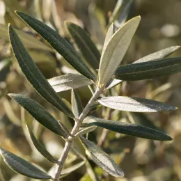 Olivier de nice 'Caillette' (Olea europaea) — gros plan sur rameau aux feuilles étroites · Photo d'illustration