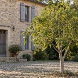 Pistachier vrai 'C-special' (Pistacia vera) — jeune arbre isolé devant maison en pierre · Photo d'illustration