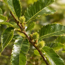 Châtaignier 'Ederra' (Castanea sativa) — jeune rameau avec bogues épineuses et feuilles · Photo d'illustration
