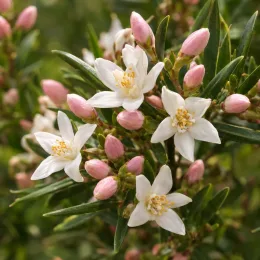 Fleur de cire à longues feuilles 'Flower girl white' (Eriostemon myoporoides) — fleurs blanches étoilées avec nombreux boutons roses