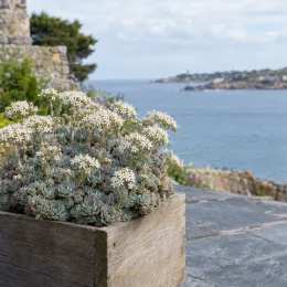 Orpin artichaut (Sedum pachyclados) — succulente en fleurs blanches dans bac en bois · Photo d'illustration