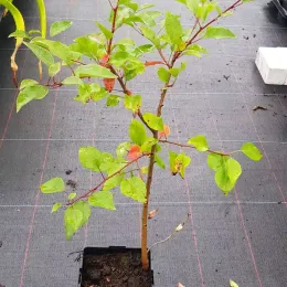 Poirier d'ornement de chine (Pyrus calleryana) — jeune arbuste vert en pot de culture · Pot 2L
