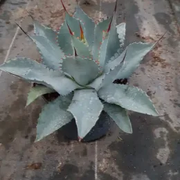 Agave de parry 'truncata selection' (Agave parryi) — rosette dense de feuilles épaisses gris bleuté · Pot 2.5L
