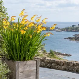 Montbretia jaune orangé 'George davison' (Croscosmia × crocosmiiflora) — touffe de fleurs jaunes dans grand bac en bois · Photo d'illustration