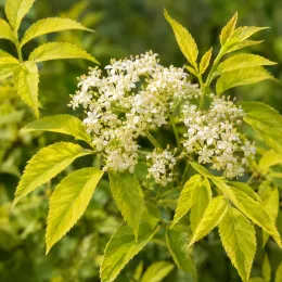Sureau noir 'Aurea' (Sambucus nigra) — ombelles de petites fleurs blanches parmi feuillage jaune · Photo d'illustration
