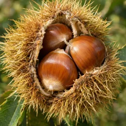Châtaigner 'Bournette' (Castanea sativa) — gros plan de bogue ouverte avec châtaignes · Photo d'illustration