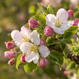 Pommier 'Aniza' (Malus domestica) — fleurs blanches et boutons roses sur branche · Photo d'illustration