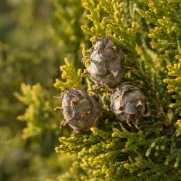 Thuya d'orient 'Pyramidalis aurea' (Thuja orientalis) — gros plan de feuillage conifère avec cônes
