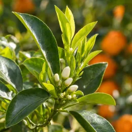 Mandarinier satsuma maxima 'Maxima' (Citrus unshui) — feuillage brillant avec boutons floraux blancs en gros plan
