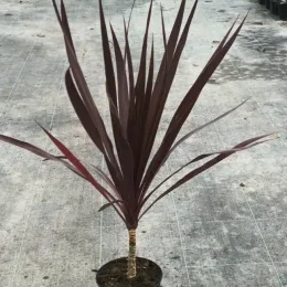 Cordyline australe 'Black knight' (Cordyline australis) — plante graphique à longues feuilles pourpres en pot · Pot 2.5L