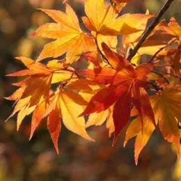 Érable du japon 'Moonrise' (Acer) — feuilles palmées jaunes et orangées, gros plan