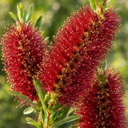 Rince-bouteilles 'Burgundy' (Callistemon) — gros plan sur épis floraux rouges denses