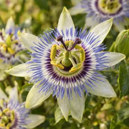 Passiflore officinale à fruits comestibles 'Eia popeia' (Passiflora × incarnata) — fleur exotique en étoile, vue rapprochée · Photo d'illustration