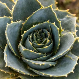 Aloès 'Ssp tsiroanomandidy' (Aloe capitata) — rosette serrée de feuilles succulentes épineuses · Photo d'illustration