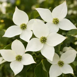 Cornouiller du japon 'Sluis slim' (Cornus kousa) — grappes de fleurs blanches à coeur vert, gros plan