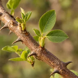 Erythrine crête de coq (Erythrina corallodendron) — rameau épineux avec jeunes feuilles vertes · Photo d'illustration