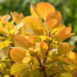 Arbre à perruque 'Golden lady' (Cotinus coggygria) — feuillage rond jaune orangé en gros plan