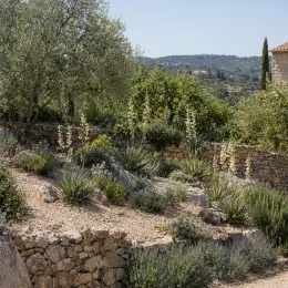 Hesperaloe géant 'Alba' (Hesperaloe funifera) — massif méditerranéen avec grandes hampes florales dressées · Photo d'illustration